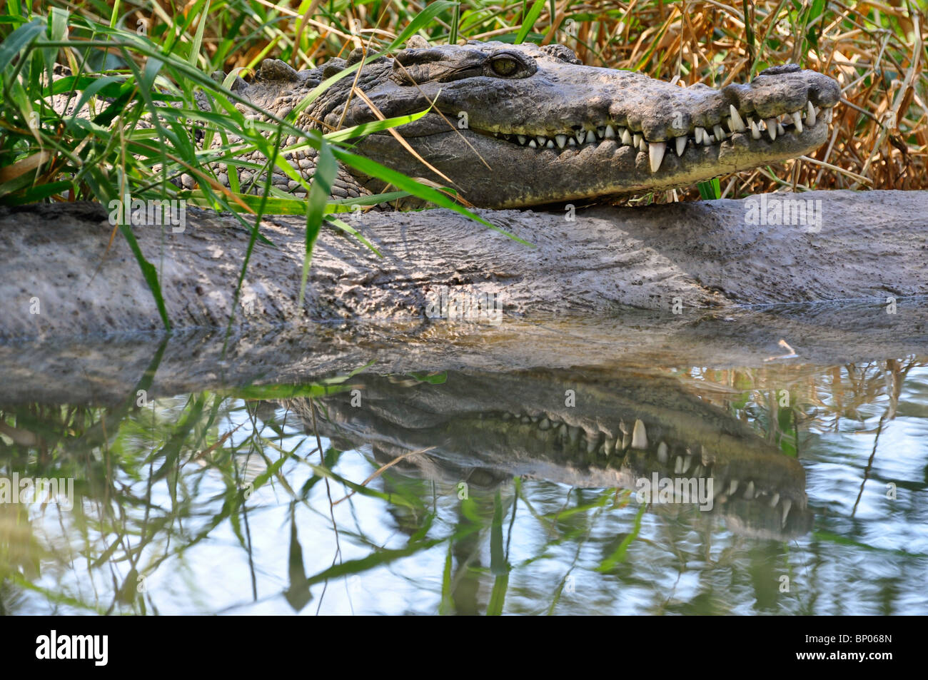 American Crocodile (Crocodylus acutus) basking in sun on river bank. La Tovara, Nayarit, Mexico Stock Photo