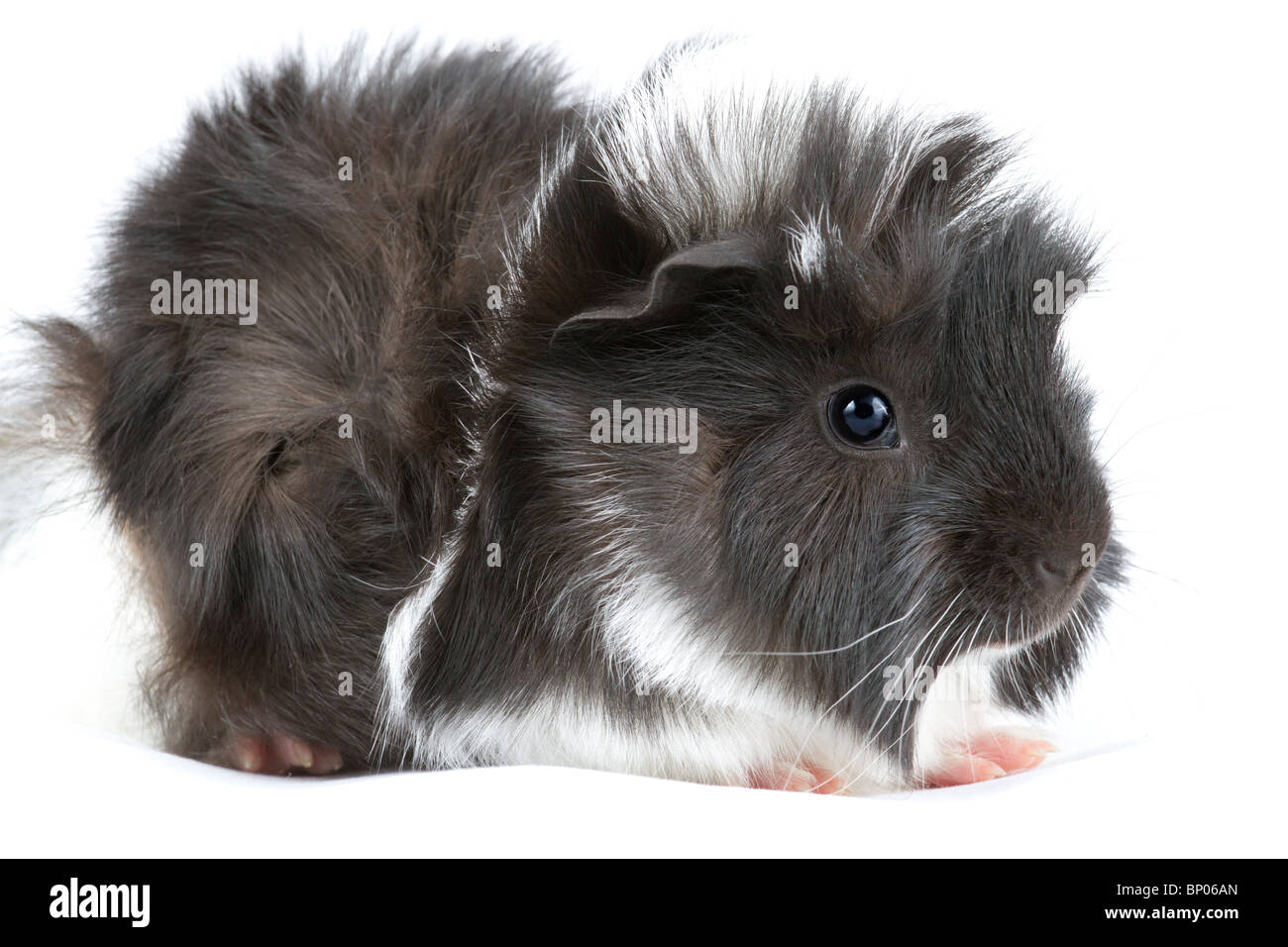 Black and white hotsell peruvian guinea pig