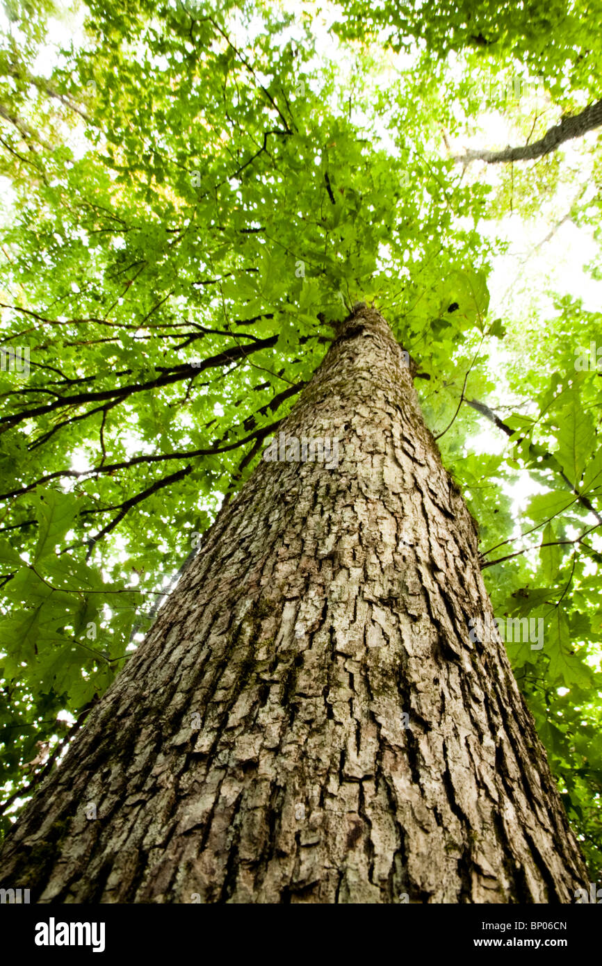 Trees In Tennessee