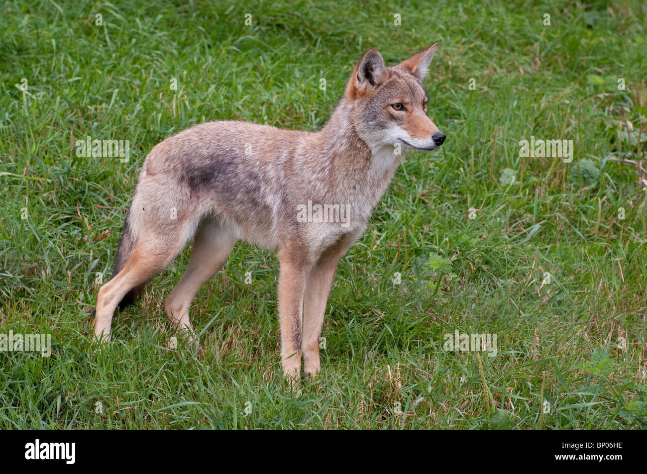 A watching Coyote in its summer coat Stock Photo Alamy