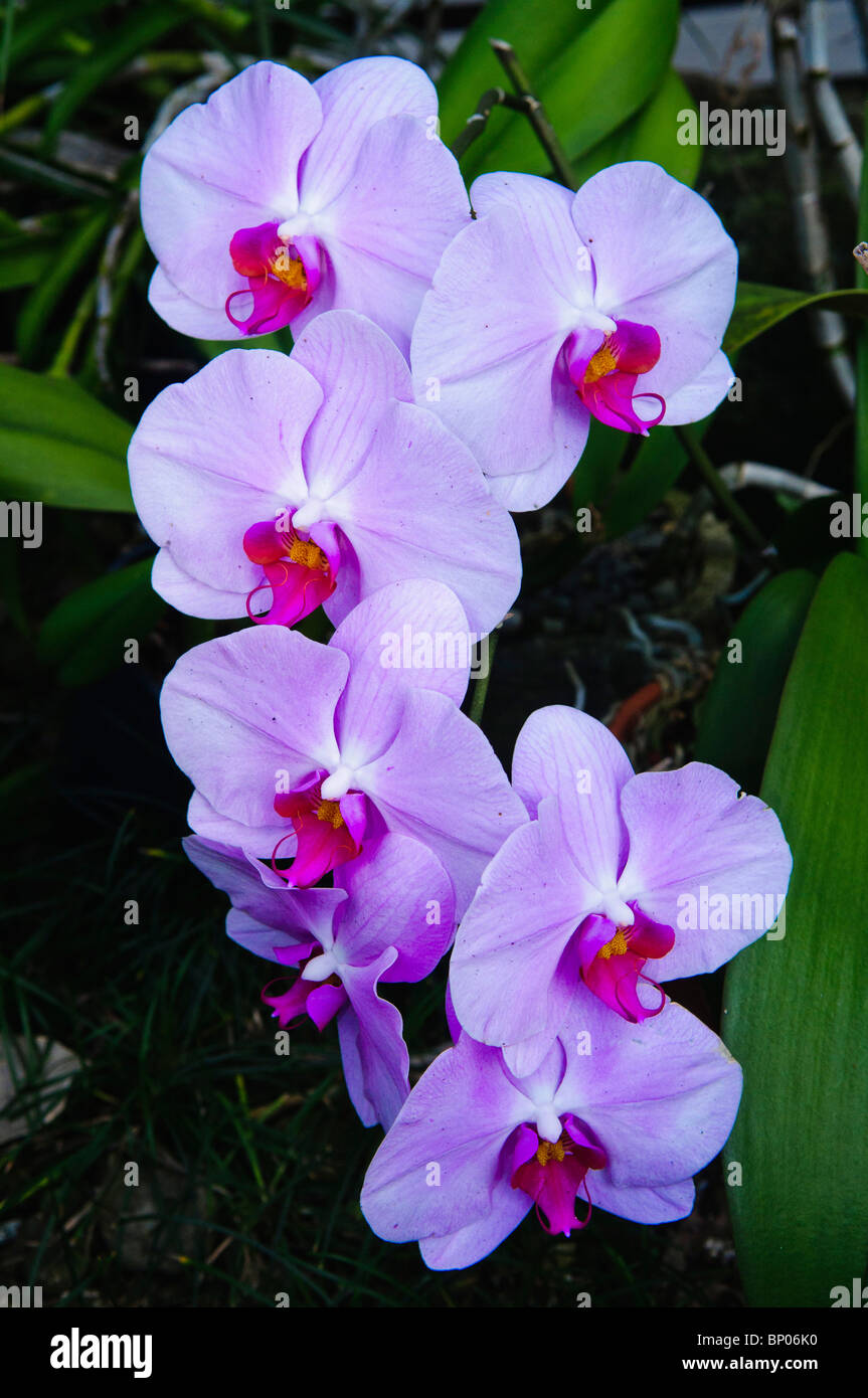 Orchid flowers, Kailua, Oahu, Hawaii Stock Photo Alamy