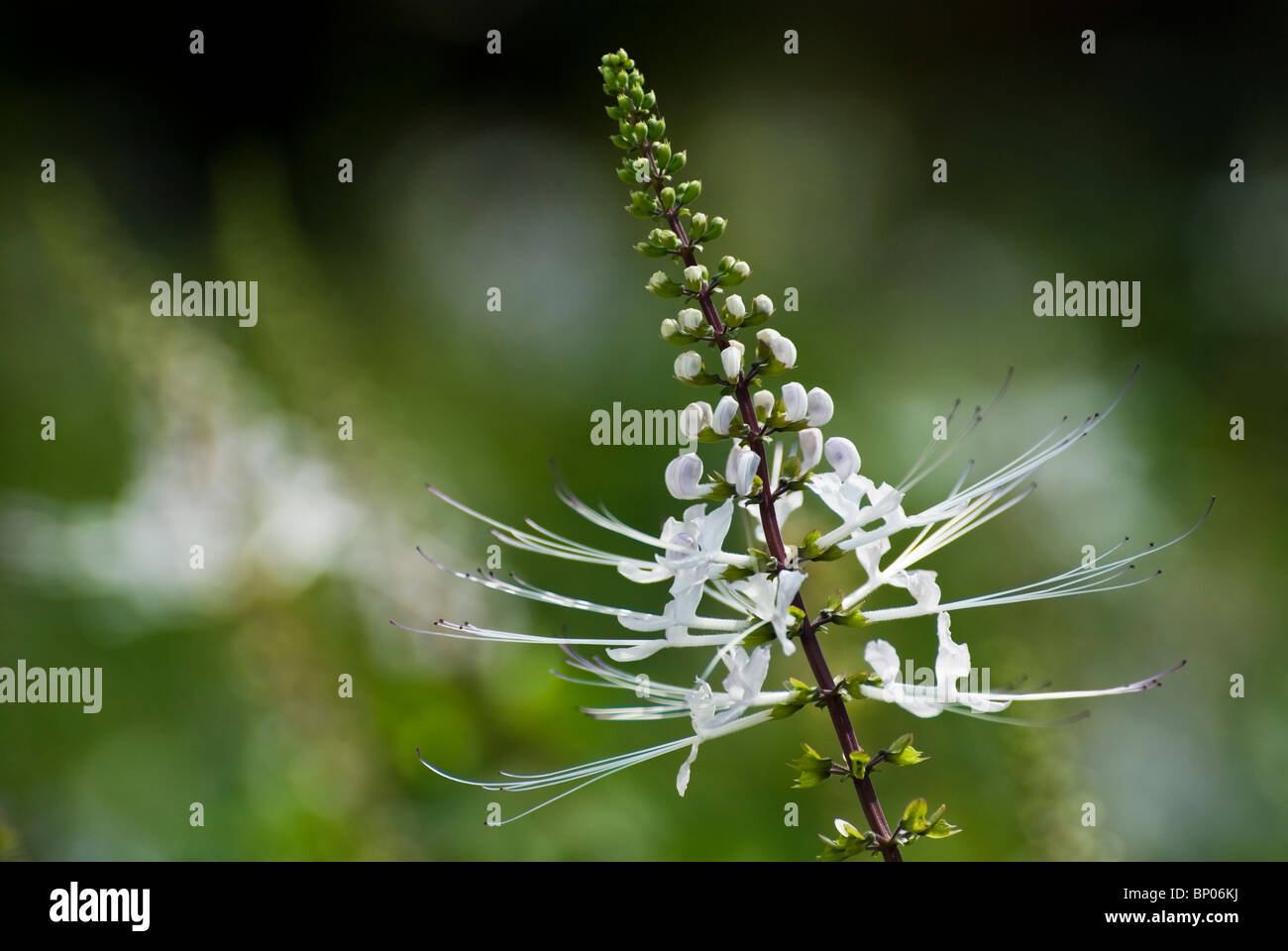 Misai Kucing flower (Orthosiphon Stamineus) Stock Photo