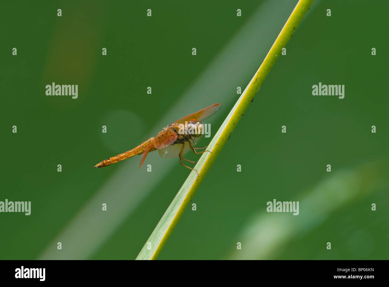 Close up of an orange dragonfly resting on a plant Stock Photo - Alamy
