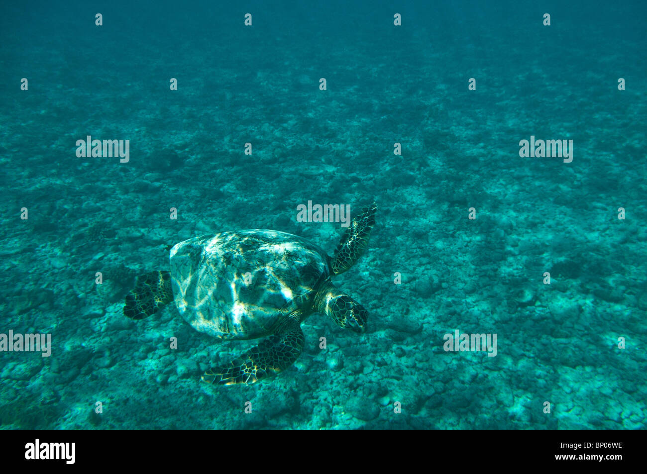 Green Sea Turtle underwater, Kailua Bay, Oahu, HI Stock Photo