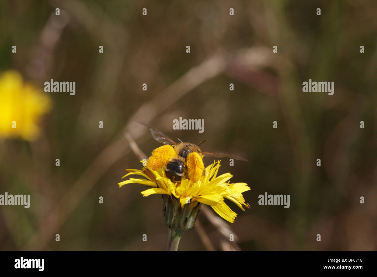 Hairy Legged Mining Bee, Dasypoda hirtipes, feeding on a flower (Asteraceae) Stock Photo