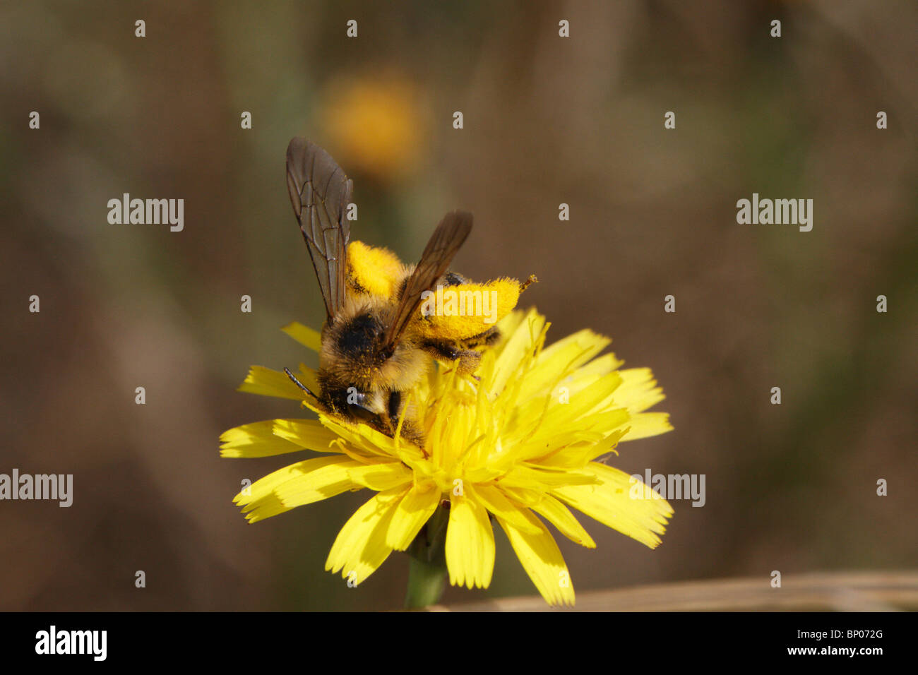 Hairy Legged Mining Bee, Dasypoda hirtipes, feeding on a flower (Asteraceae) Stock Photo