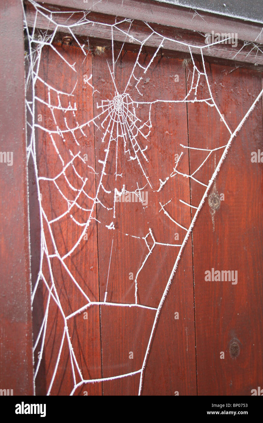 spiders web covered in frost Stock Photo