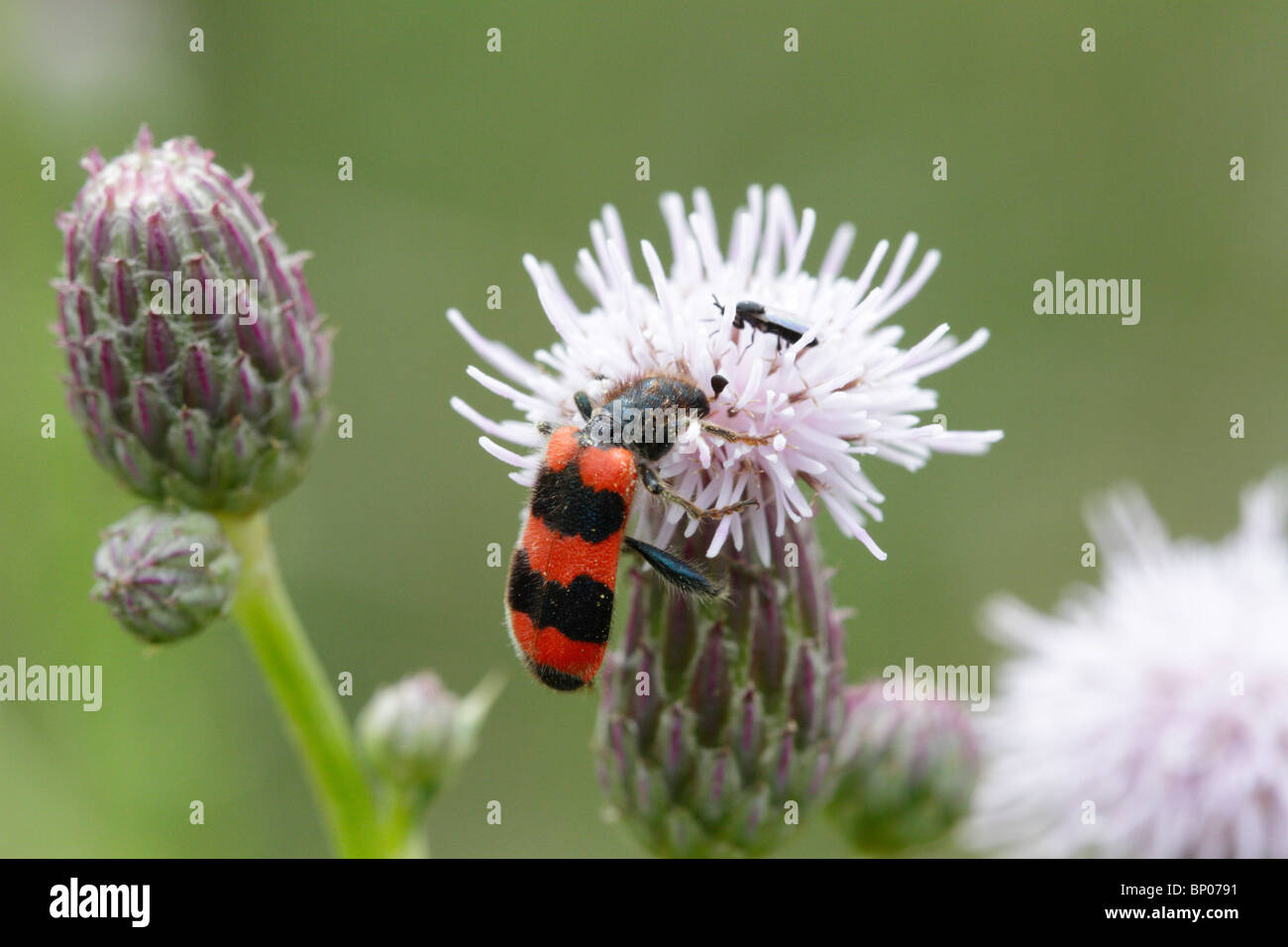Bee beetle, Trichodes apiarius, on a thistle Stock Photo