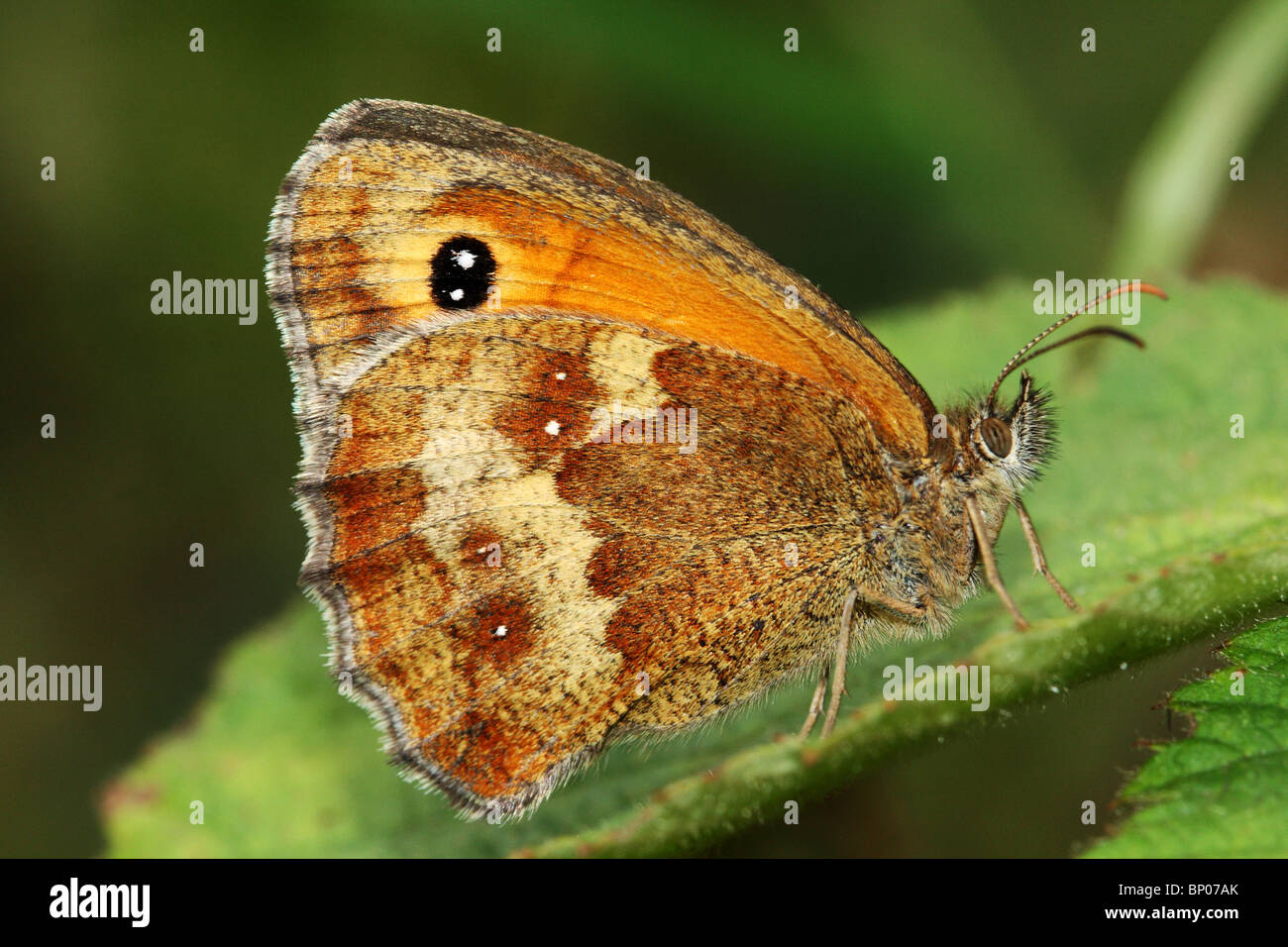 Gatekeeper or Hedge Brown Butterfly Pyronia tithonus Family Nymphalidae macro profile Stock Photo