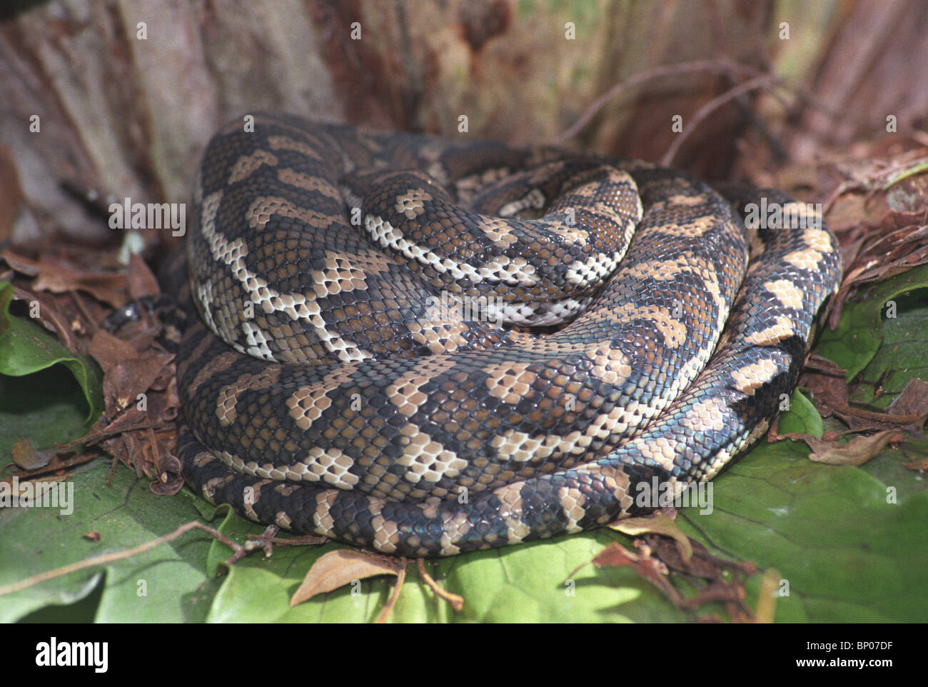 Concealed – The pattern and colour of the Carpet Python help to conceal ...