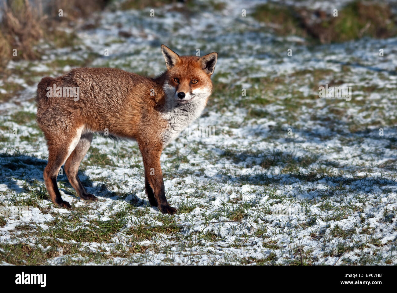 British Red Fox Stock Photo