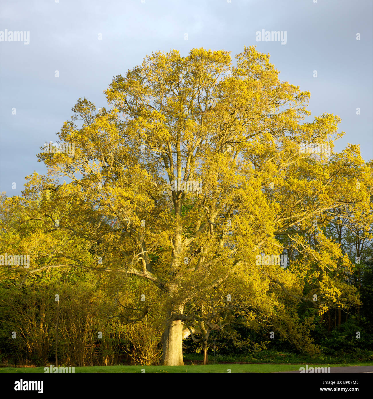 Golden oak tree, Mortimer, Berkshire Stock Photo Alamy