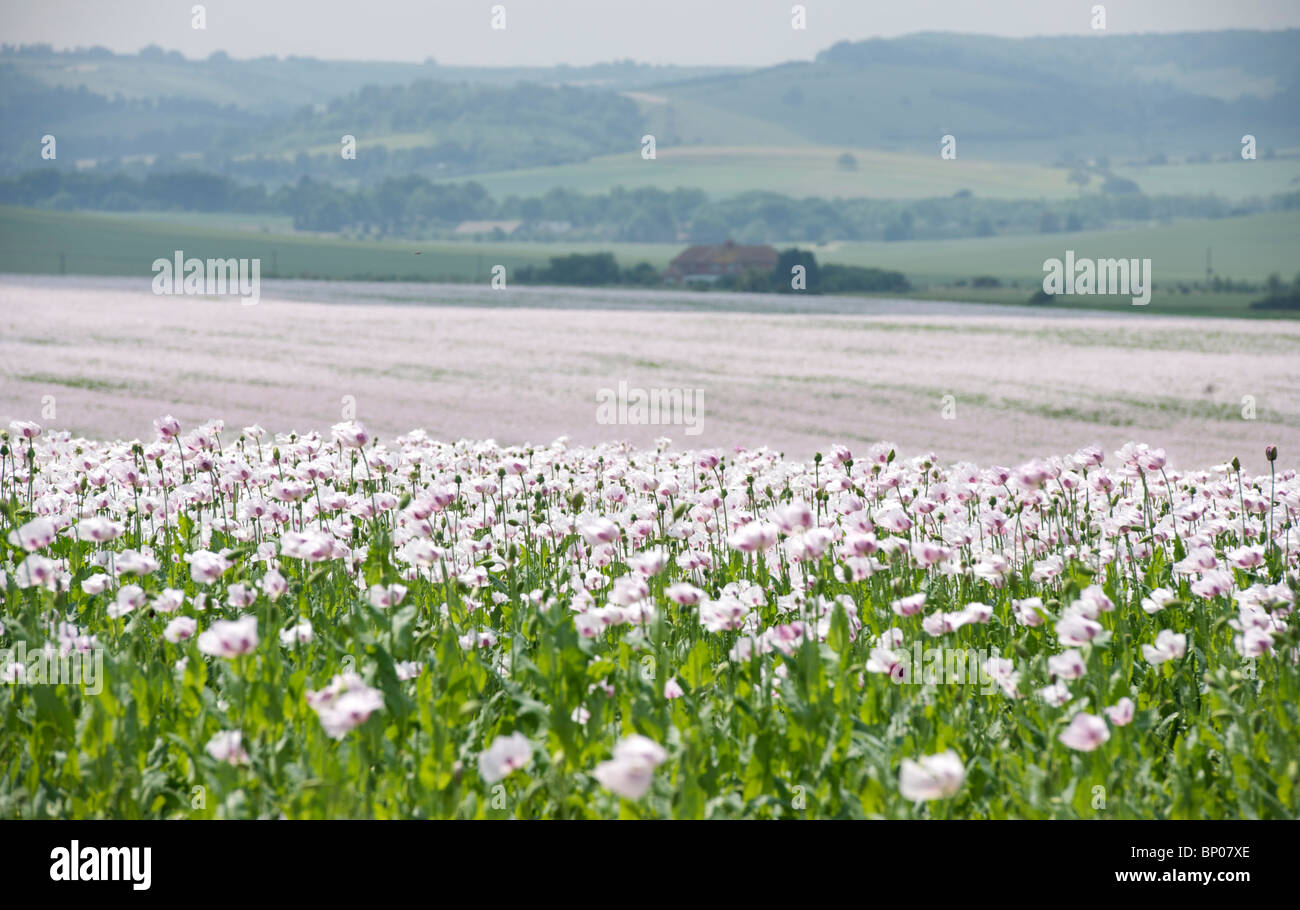 White Poppy Fields Stock Photo Alamy