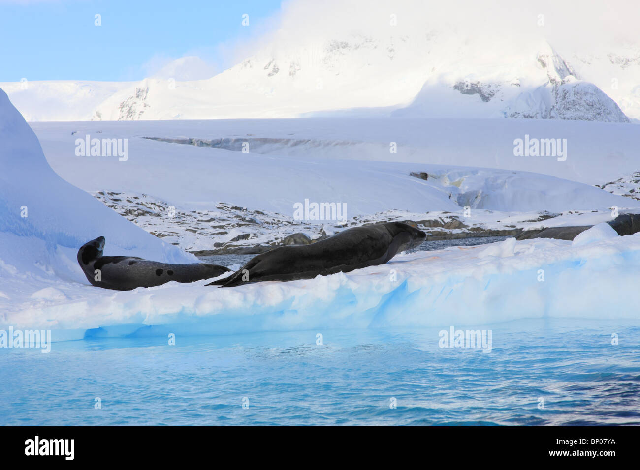 Leopard seals hi-res stock photography and images - Alamy