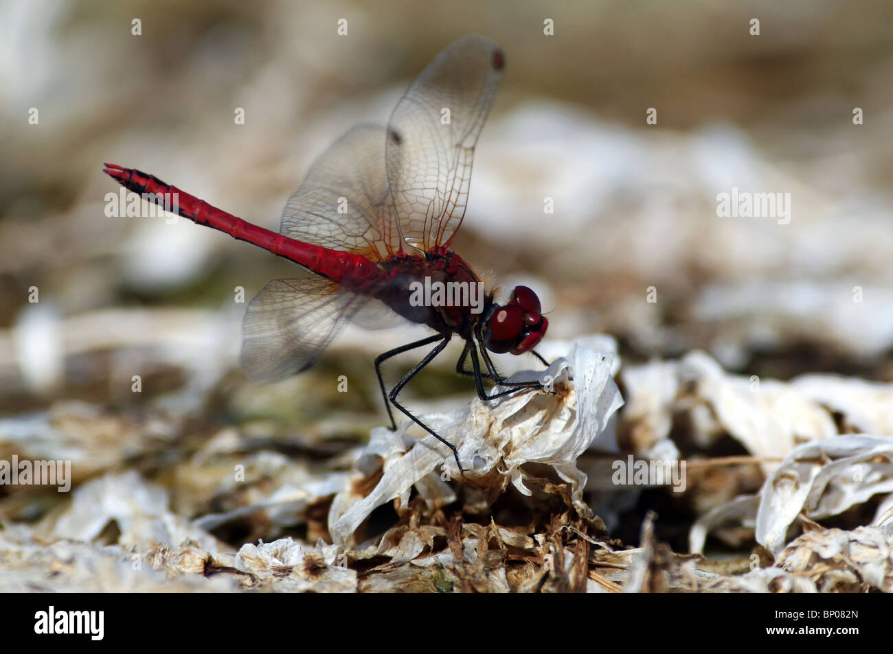 Rear view dragonfly in natural hi-res stock photography and images - Alamy