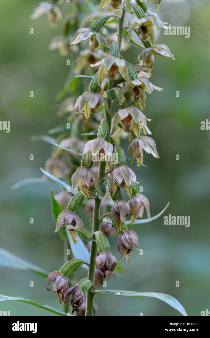 Common broad leafed helleborine. Epipactis helleborine. Orchid Stock Photo