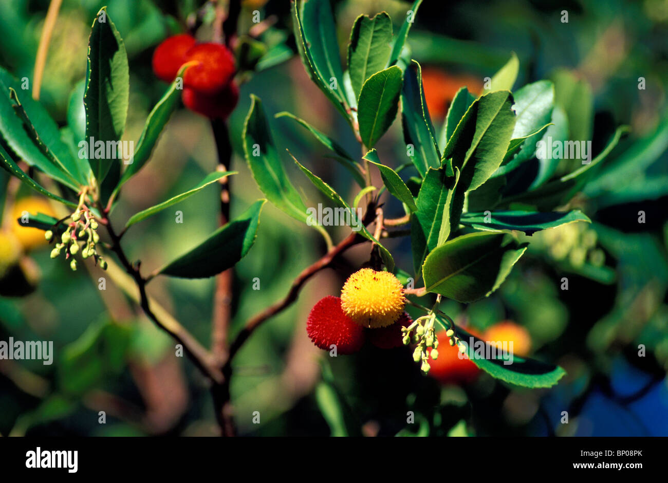 Strawberry Tree Fruits Stock Photo Alamy