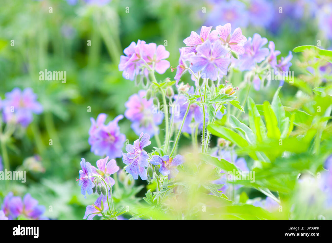 early summer flowering geranium/ macro Stock Photo
