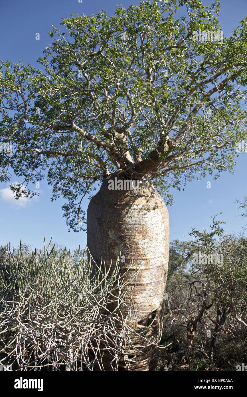 Fony Baobab tree, Adansonia rubrostipa, Tsimanampetsotsa National Park, Atsimo-Andrefana,  south-eastern Madagascar Stock Photo