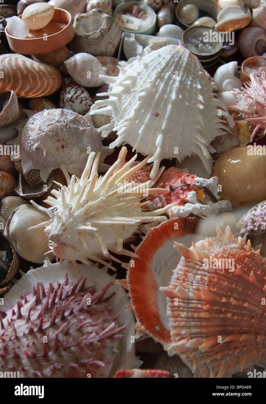 old collection of sea shells and pearls Stock Photo