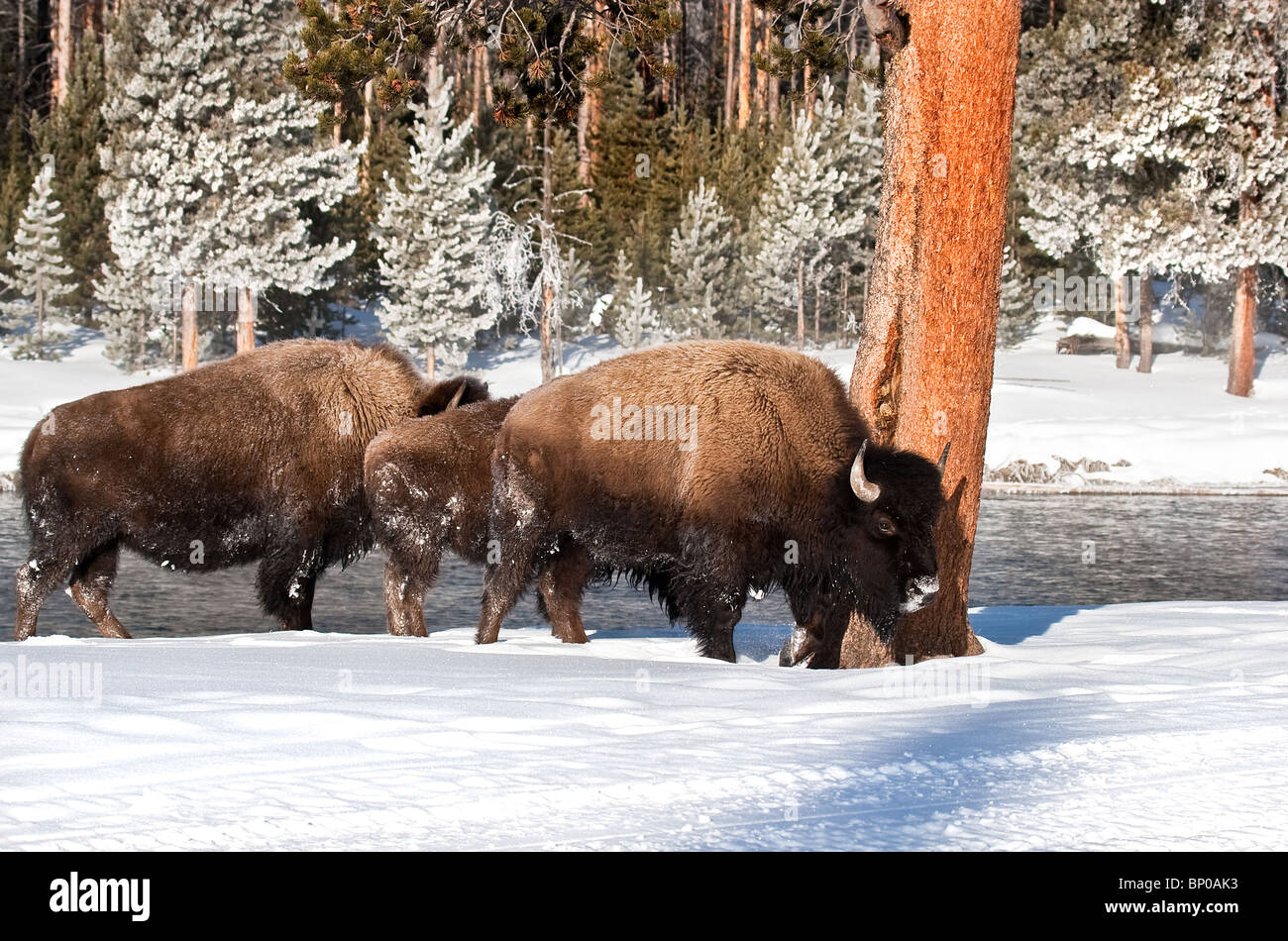 Bison snow trees hi-res stock photography and images - Alamy
