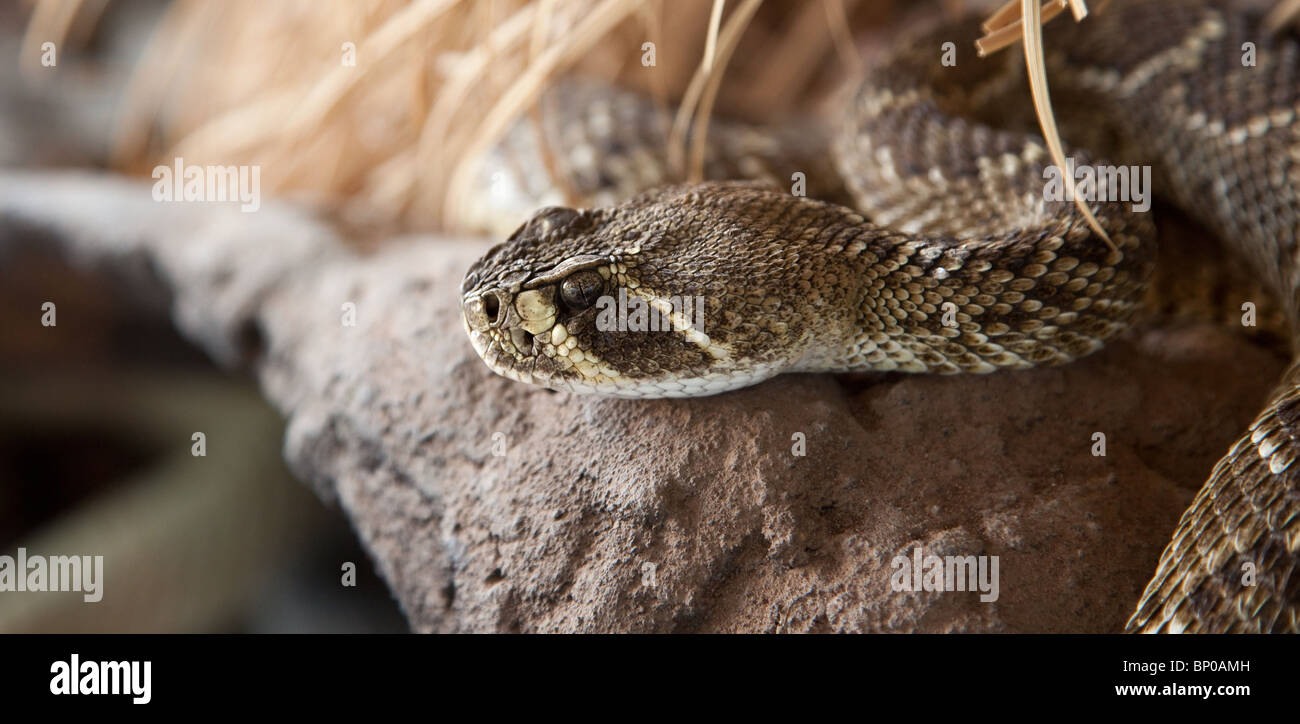 A rattle snake head Stock Photo