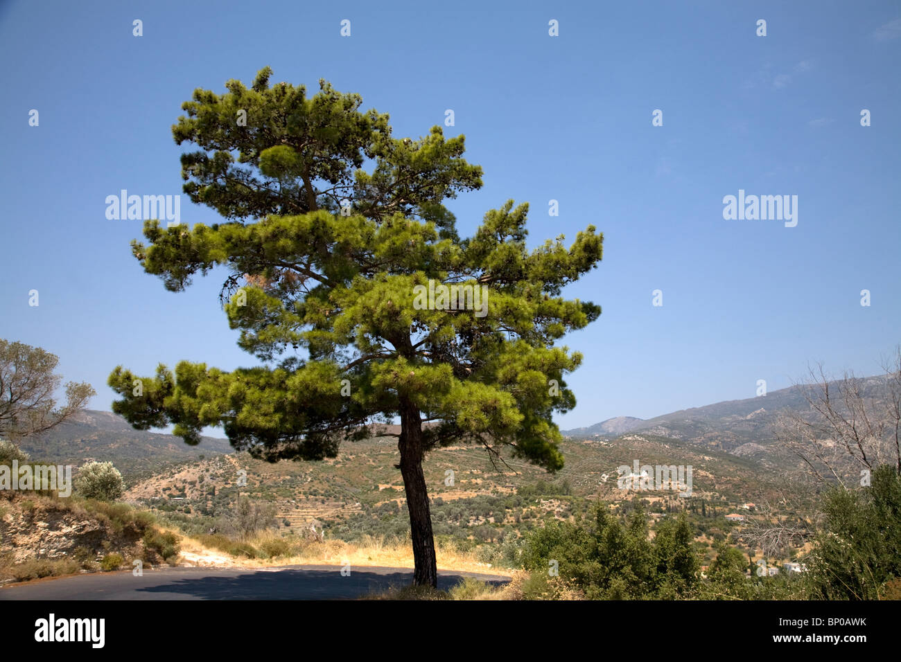 Fir tree central samos greece Stock Photo