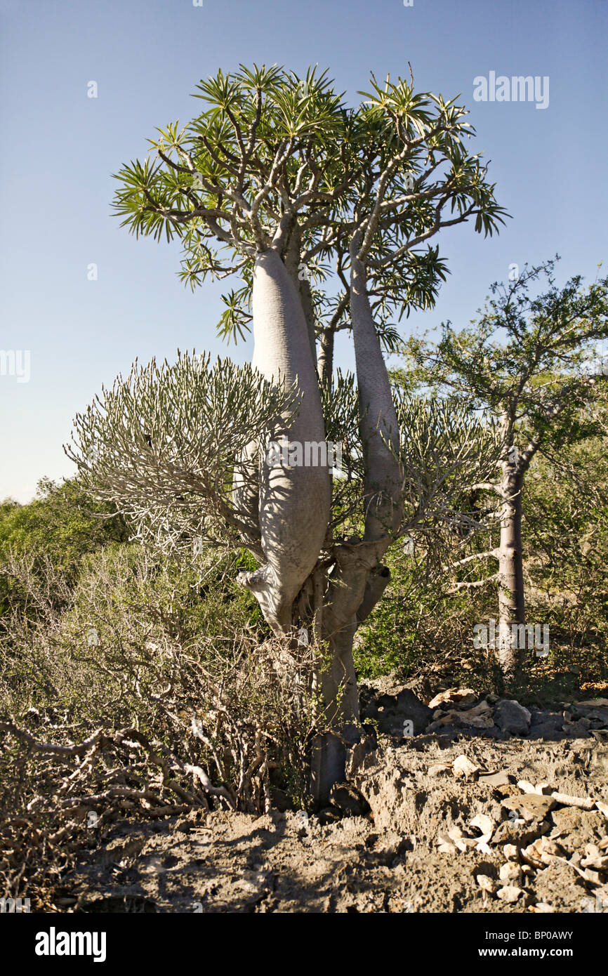 A Baobab tree of a species native to Madagascar, Tsimanampetsotsa National Park, Atsimo-Andrefana, south-west Madagascar Stock Photo