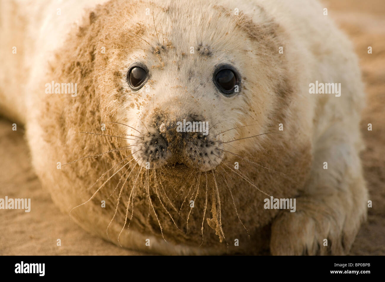 Seal Pup on Beach Stock Photo Alamy