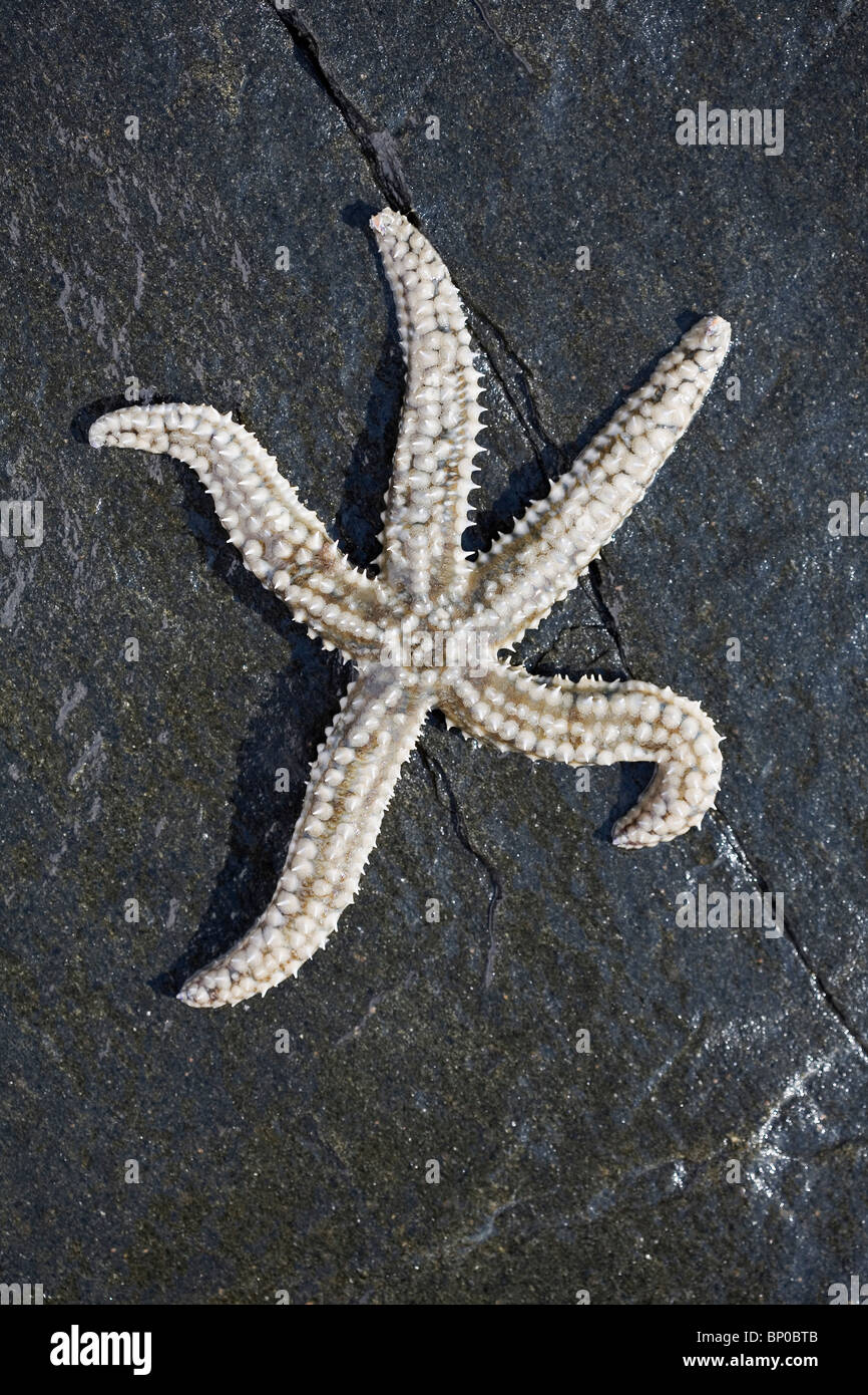 Star fish on a rock Stock Photo
