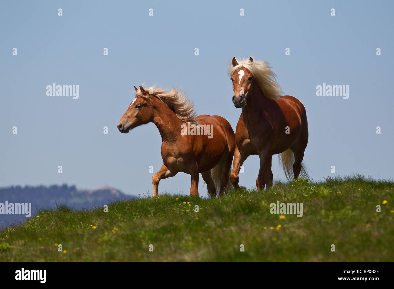 Two brown horses (stallions) running about the pasture Stock Photo - Alamy