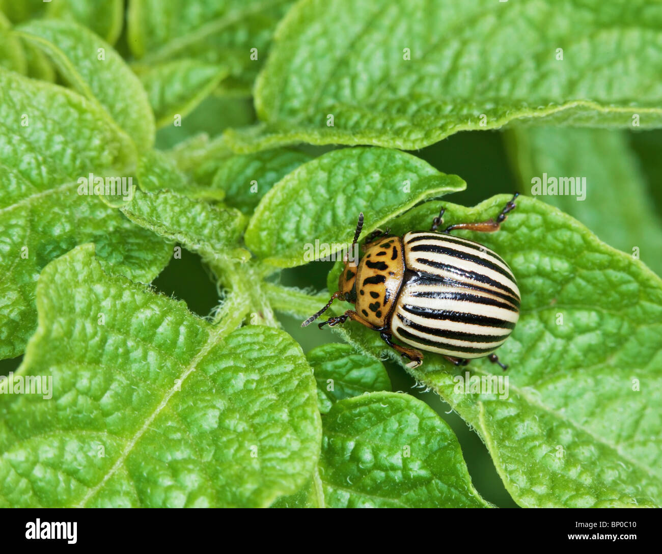 The Colorado bug was going to eat potato leaves Stock Photo Alamy