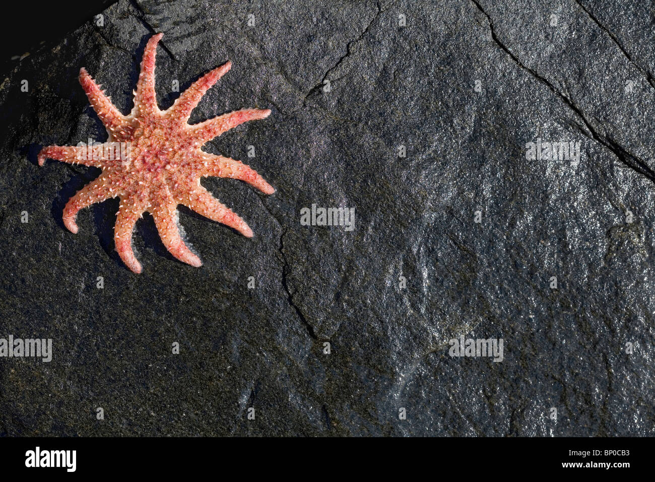 Star fish on a wet rock Stock Photo