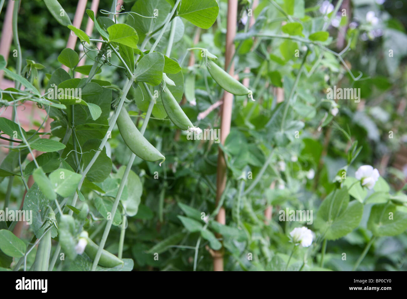 (Pisum sativum var. saccharatum) Mange tout / Snow peas and sugar snaps / Snap peas (Pisum sativum var. macrocarpon) in a garden Stock Photo