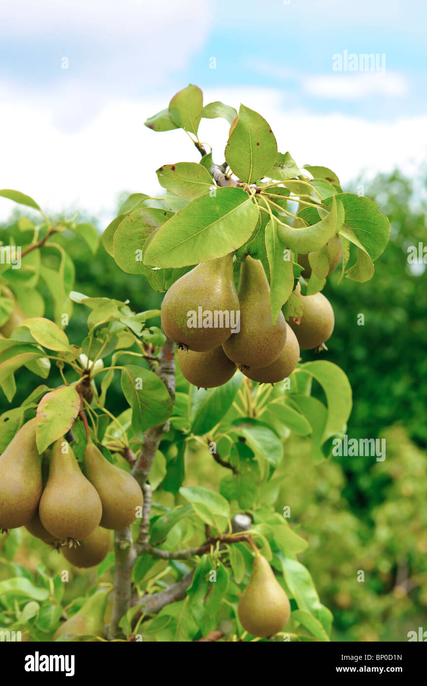 A Pear tree in the English Countryside Stock Photo