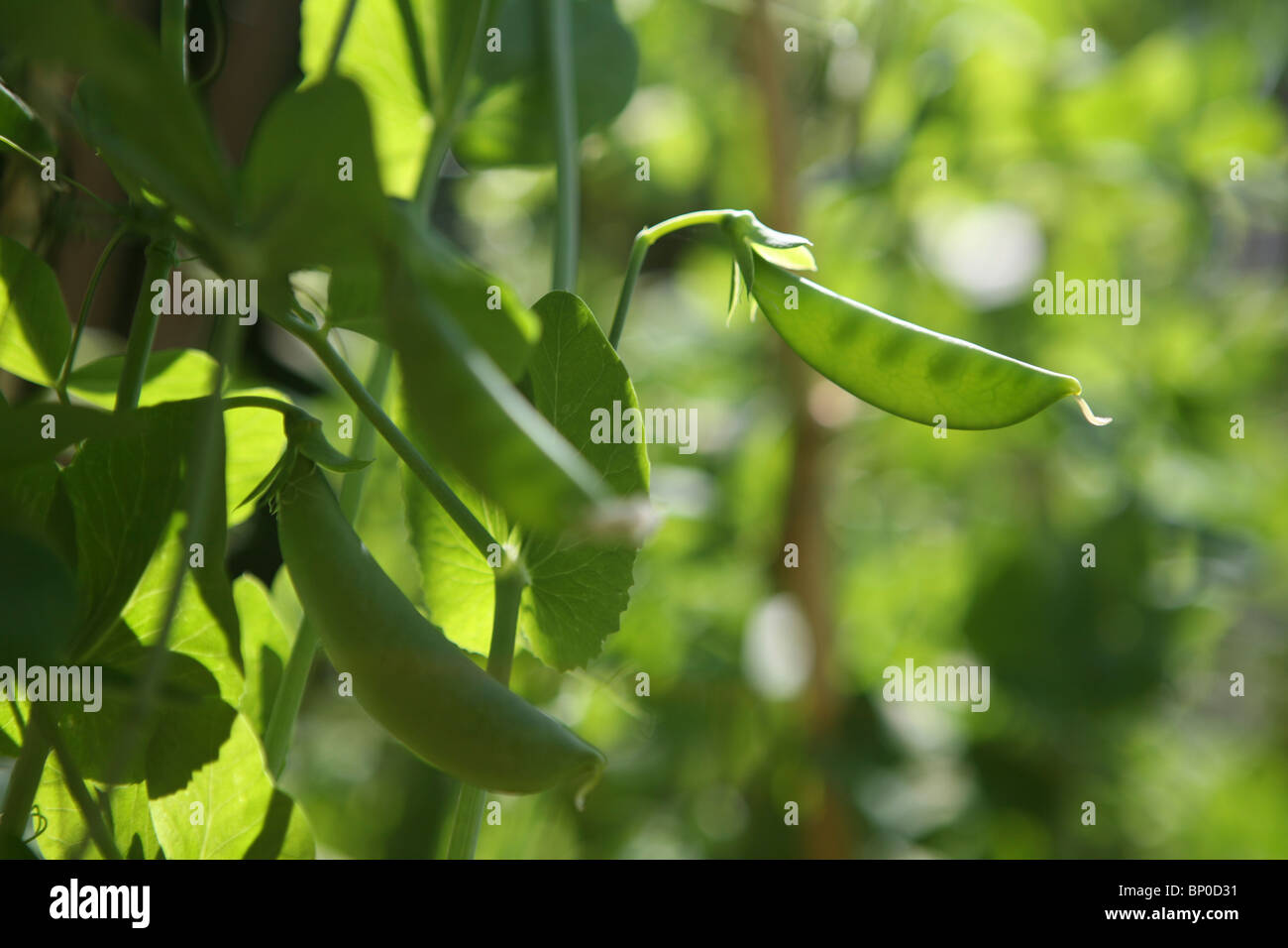 Pisum sativum var. saccharatum - Mange tout / Snow pea, growing outside on plant Stock Photo