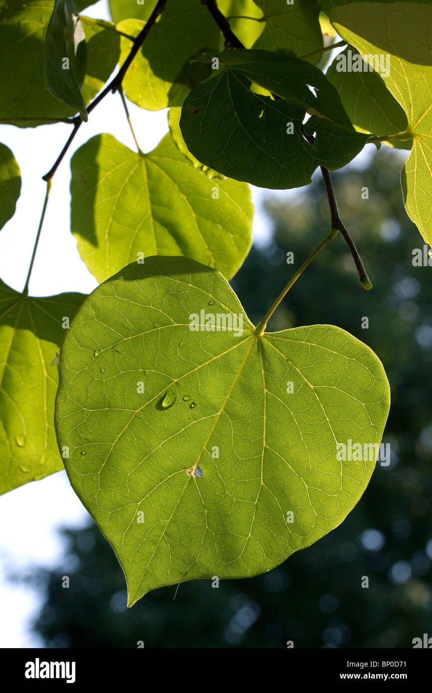 Summer leaves of Redbud Cercis canadensis  Eastern USA Stock Photo