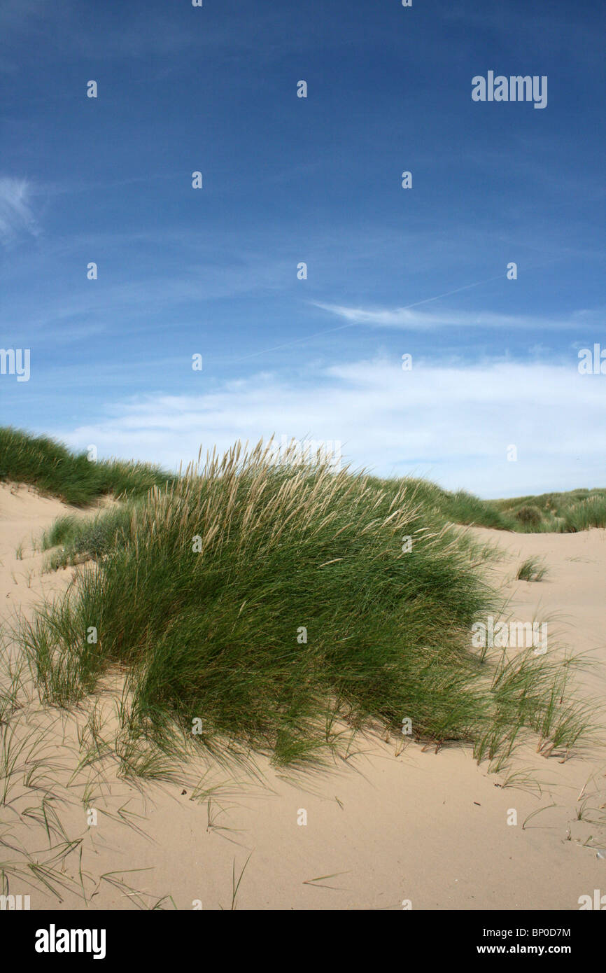 Marram Grass Growing On A Sand Dune At The Sefton Coast, Merseyside, UK Stock Photo