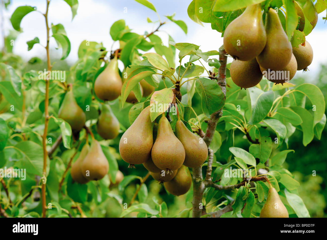A Pear tree in the English Countryside Stock Photo