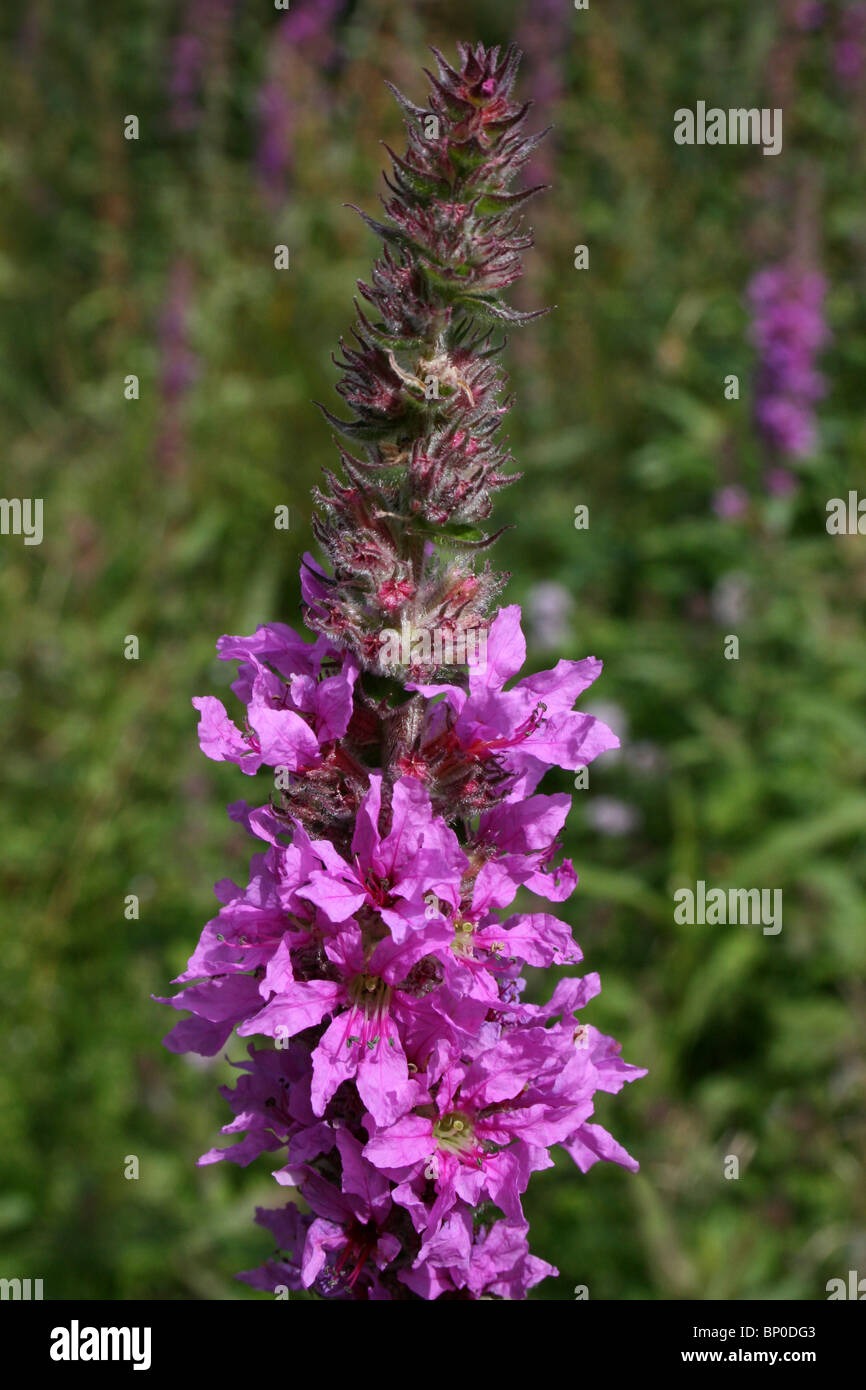 Purple Loosestrife Lythrum salicaria Taken At Freshfield Dune Heath, Sefton Coast, Merseyside, UK Stock Photo