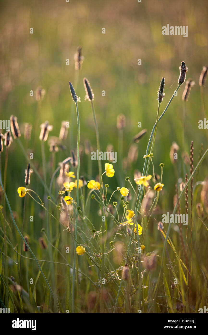 England, Isle of Wight. Detail of downland grasses and flowers. Stock Photo