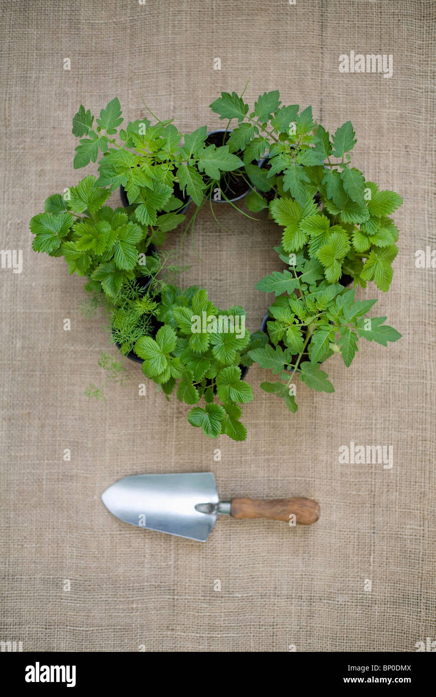Herbs and plants with gardening trowel Stock Photo