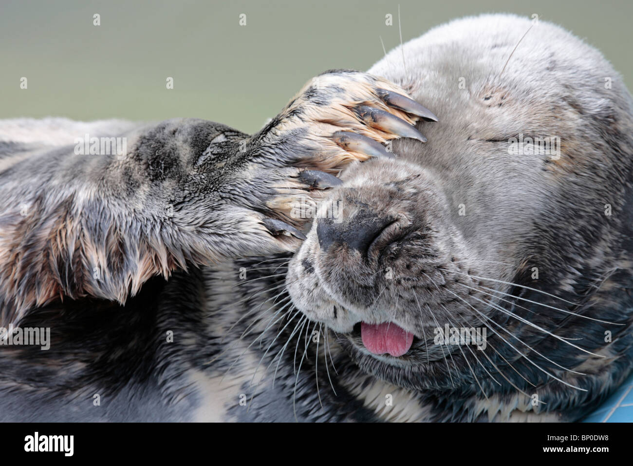 Seal sanctuary gweek cornwall hi-res stock photography and images - Alamy
