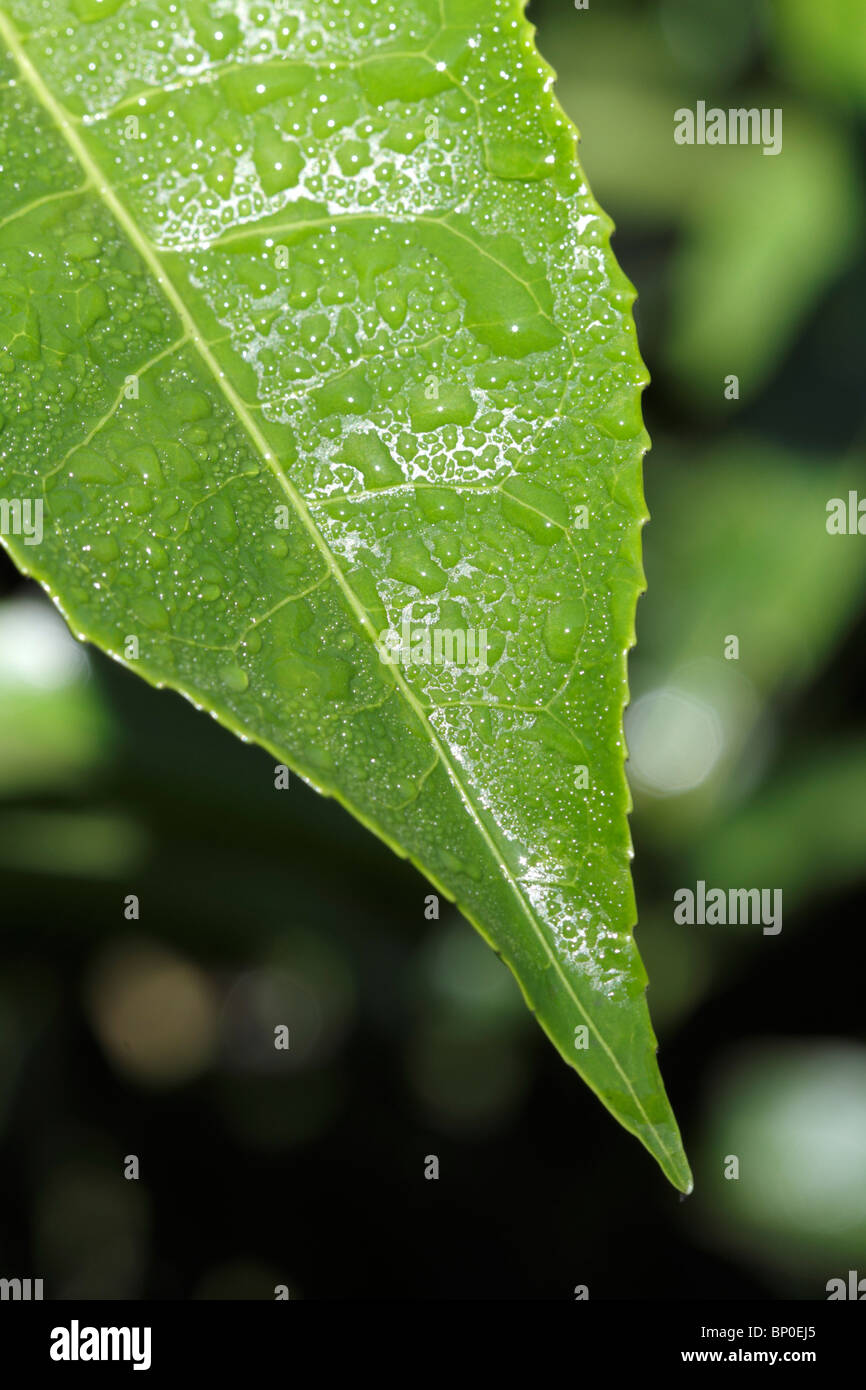 India, South India, Kerala. Close-up of a tea leaf in a plantation near Munnar. Stock Photo