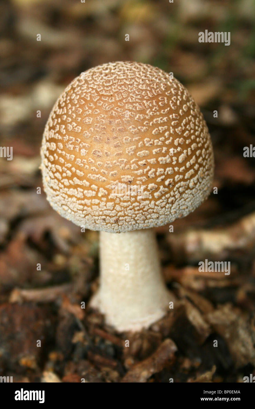 The Blusher Amanita rubescens Taken at Freshfield Dune Heath, Sefton Coast, UK Stock Photo