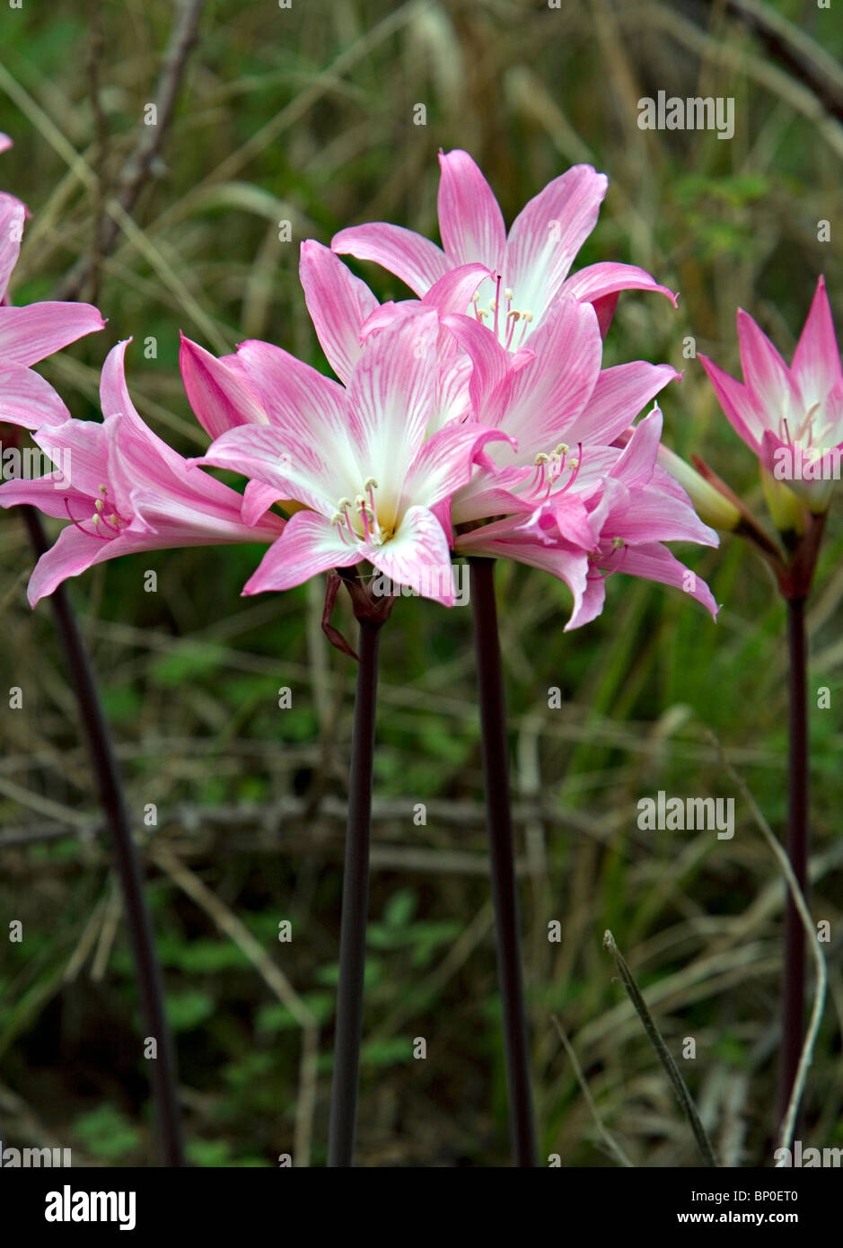 Pink Lilies growing wild in Madeira Stock Photo Alamy