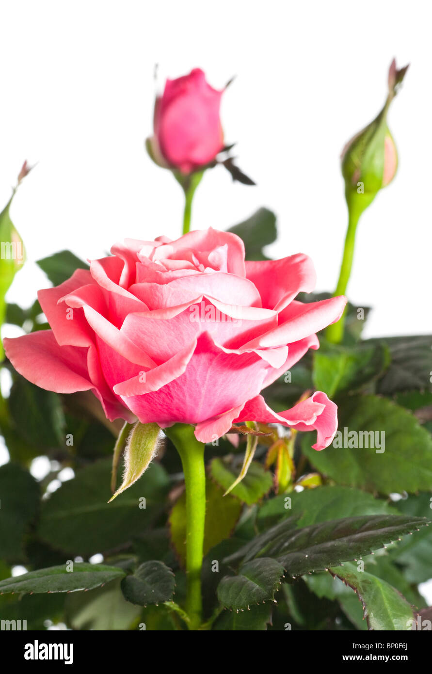Beautiful rose flowers isolated on white background Stock Photo - Alamy