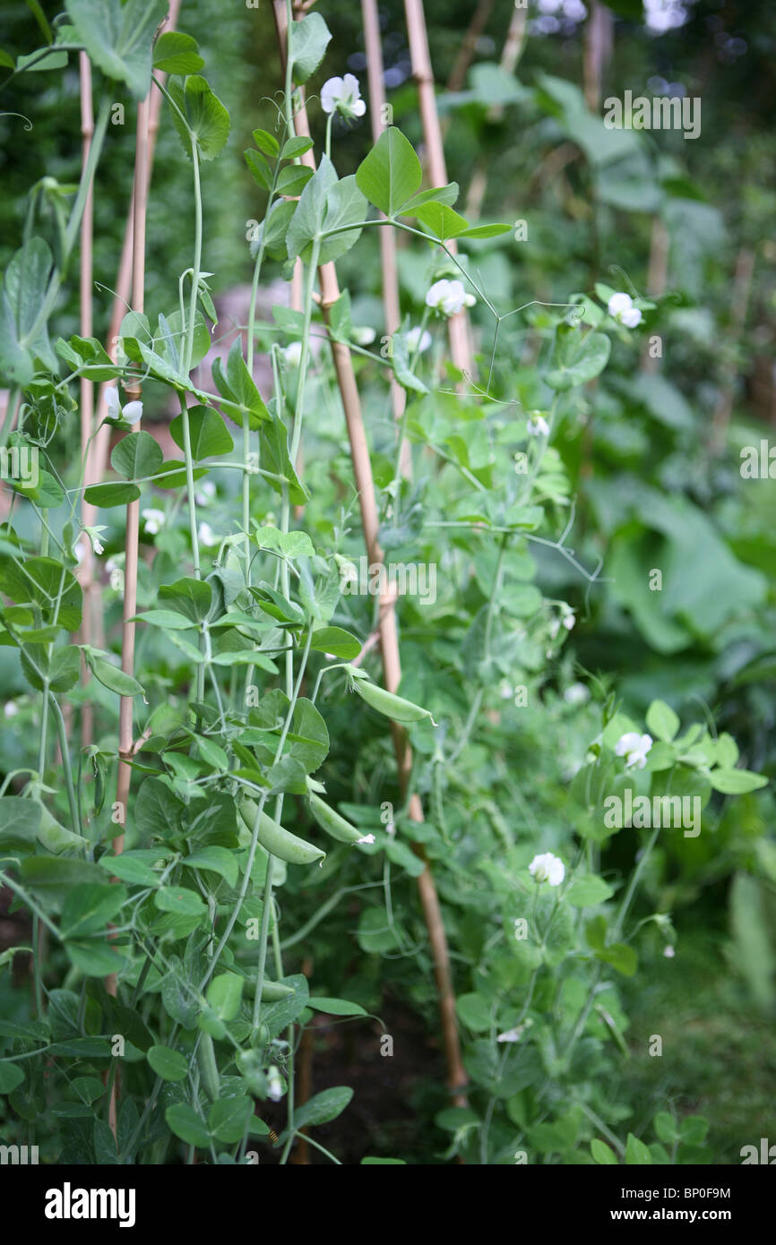Pisum sativum var. macrocarpon - Sugar snap peas growing up a support in a vegetable garden Stock Photo