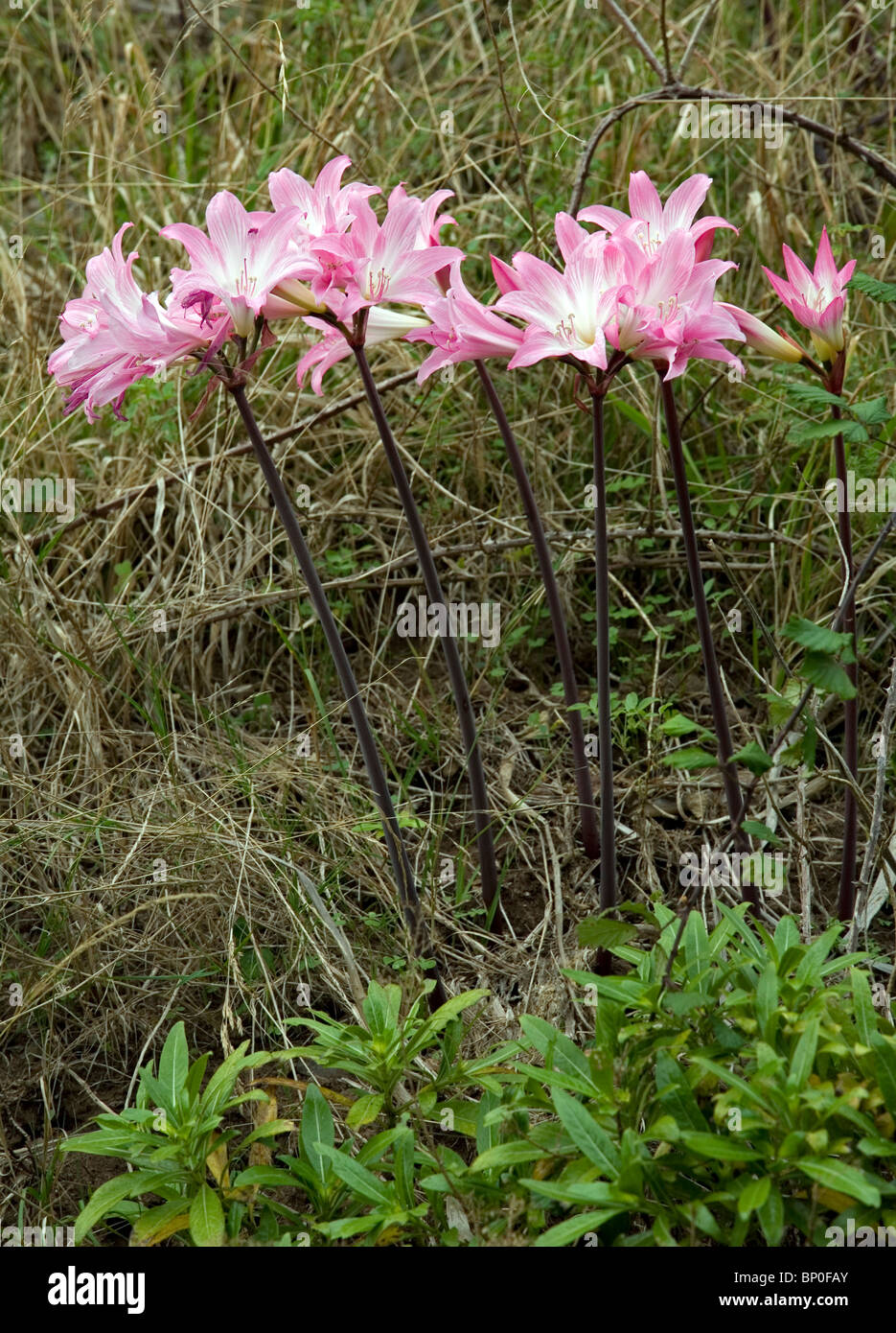 Pink Lilies growing wild in Madeira Stock Photo Alamy