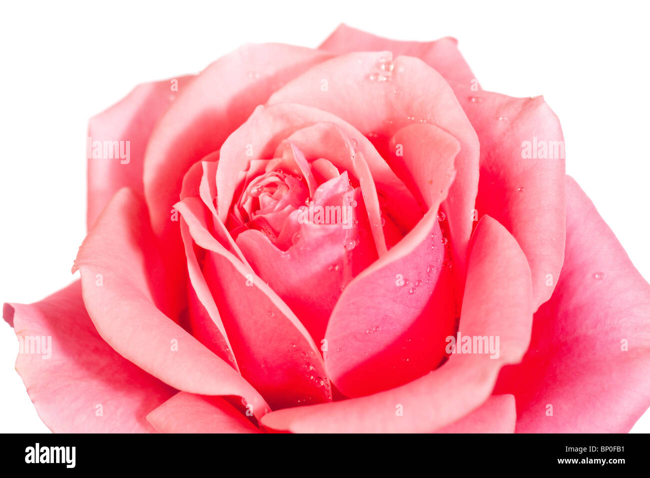 beautiful rose flower isolated on white background Stock Photo - Alamy